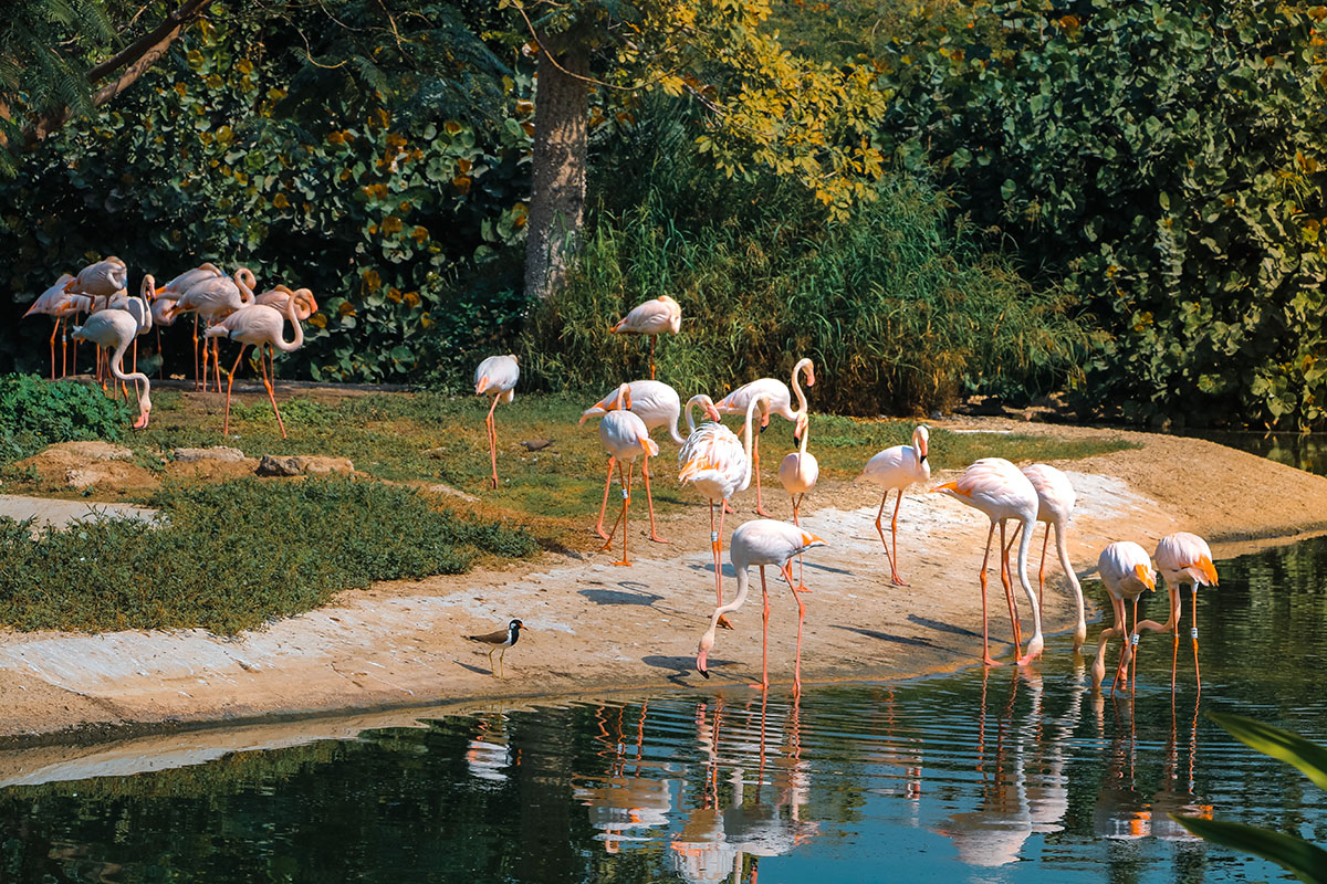 зоопарк дубай животные птицы фламинго