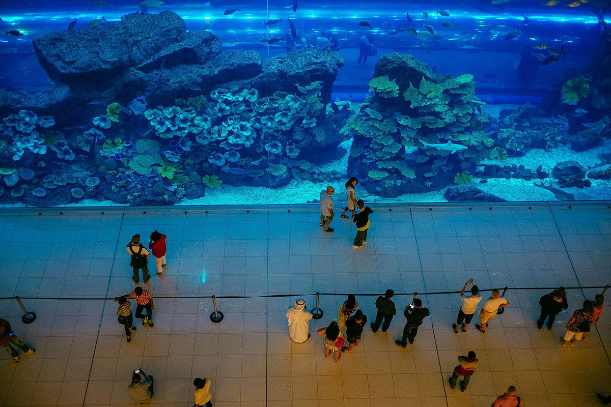 развлечения рыбы аквариум океанариум дубай