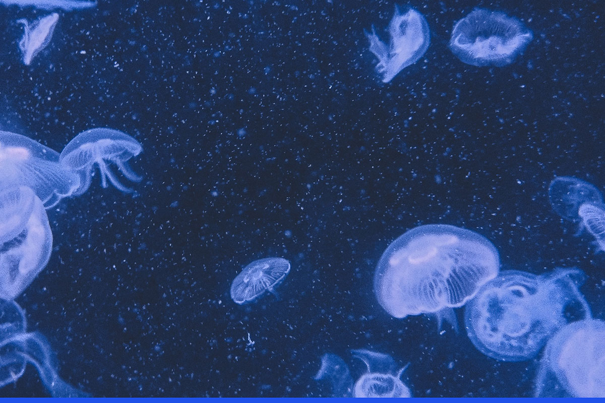 медузы море вода