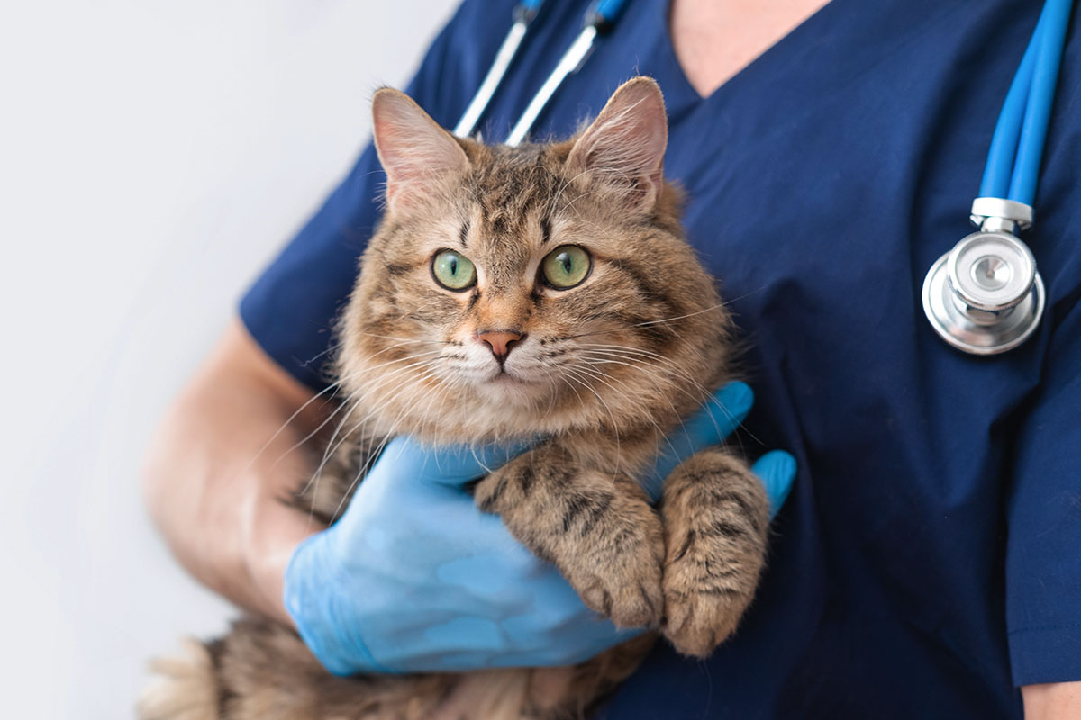 ветеринар кот лечение